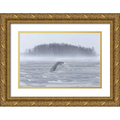 Canada, Ontario, Barrie Snowy owl in flight Gold Ornate Wood Framed Art Print with Double Matting by Zuckerman, Jim