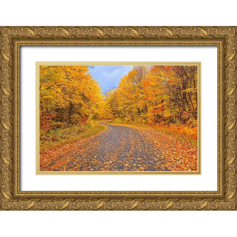 Canada-Ontario Country road through forest Gold Ornate Wood Framed Art Print with Double Matting by Jaynes Gallery