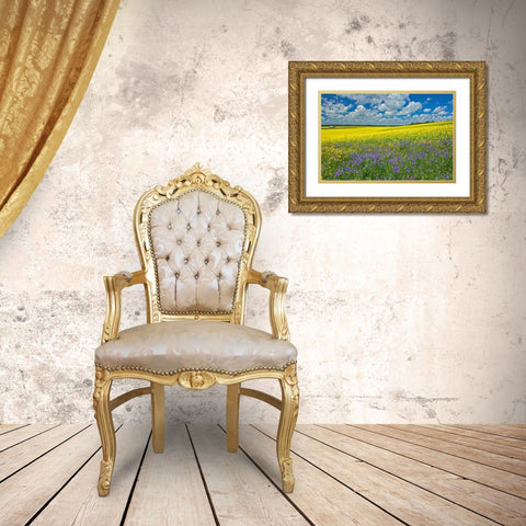 Canada-Ontario-New Liskeard Canola crop and wild vetch flowers in bloom Gold Ornate Wood Framed Art Print with Double Matting by Jaynes Gallery