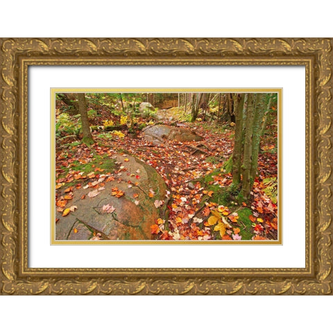 Canada-Ontario-Killarney Provincial Park-Granite Ridge Trail Park Gold Ornate Wood Framed Art Print with Double Matting by Jaynes Gallery