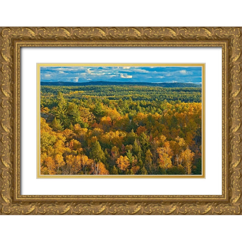 Canada-Ontario-Neebing County Forest in autumn Gold Ornate Wood Framed Art Print with Double Matting by Jaynes Gallery