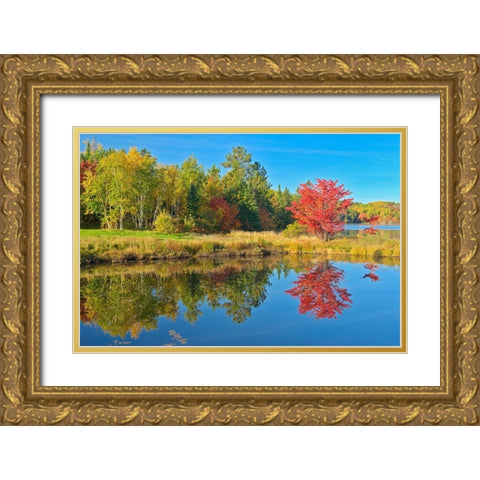 Canada-Ontario-Worthington Red maple tree reflected in St Poithier Lake Gold Ornate Wood Framed Art Print with Double Matting by Jaynes Gallery