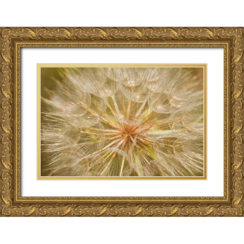 Canada-Ontario-Sioux Narrows Goats-beard flower close-up Gold Ornate Wood Framed Art Print with Double Matting by Jaynes Gallery