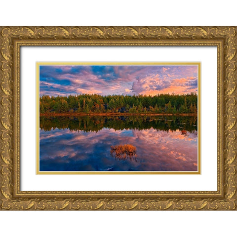 Canada-Ontario-Greater Sudbury Lake grasses and cloud reflections at sunrise Gold Ornate Wood Framed Art Print with Double Matting by Jaynes Gallery