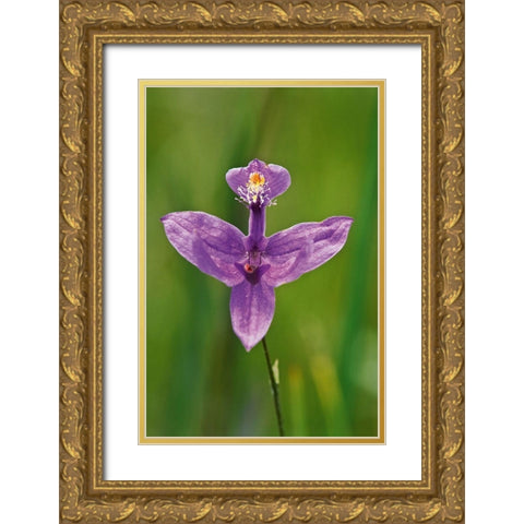 Canada-Ontario-Bruce Peninsula National Park Grass pink orchid close-up Gold Ornate Wood Framed Art Print with Double Matting by Jaynes Gallery