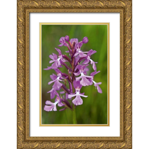 Canada-Ontario-Bruce Peninsula National Park Small purple fringed orchids close-up Gold Ornate Wood Framed Art Print with Double Matting by Jaynes Gallery