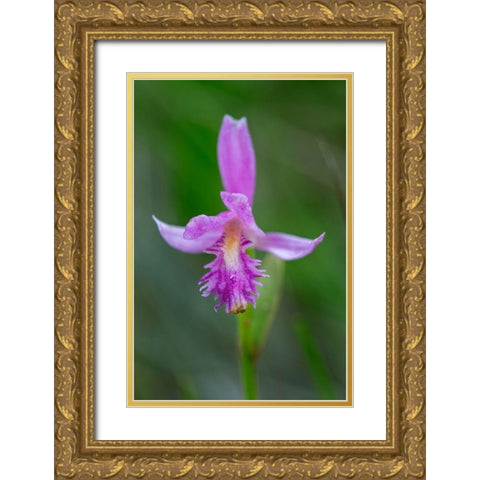 Canada-Ontario-Bruce Peninsula National Park Dragons mouth orchid close-up Gold Ornate Wood Framed Art Print with Double Matting by Jaynes Gallery