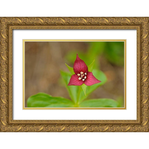 Canada-Ontario-Algonquin Provincial Park Red trillium flower close-up Gold Ornate Wood Framed Art Print with Double Matting by Jaynes Gallery