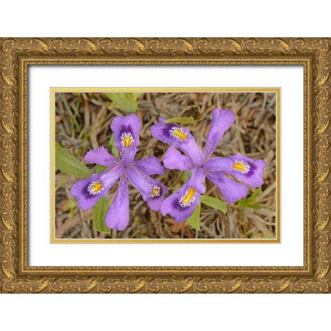 Canada-Ontario-Tobermory Dwarf lake iris flower close-up Gold Ornate Wood Framed Art Print with Double Matting by Jaynes Gallery