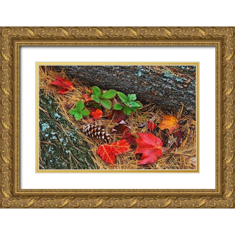 Canada-Ontario-Tyson Lake Vegetation and log on forest floor Gold Ornate Wood Framed Art Print with Double Matting by Jaynes Gallery