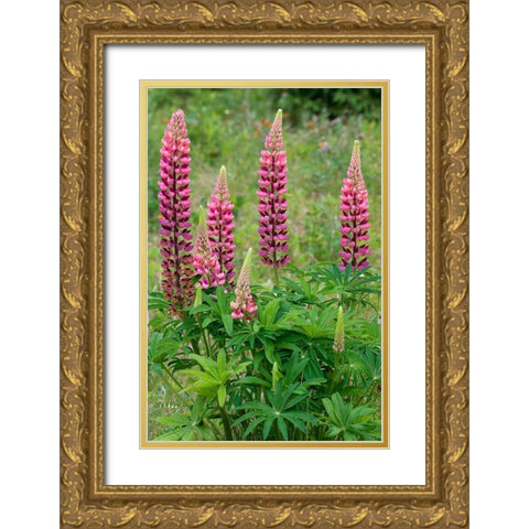 Canada-Ontario-Killarney District Lupines blossoms close-up Gold Ornate Wood Framed Art Print with Double Matting by Jaynes Gallery