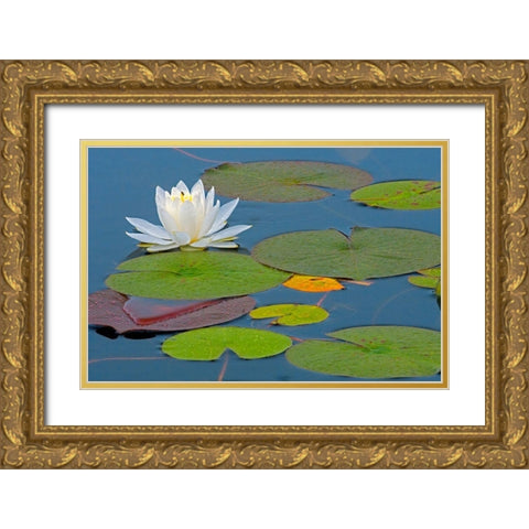 Canada-Ontario-Killarney Provincial Park American white water lily flower and pads Gold Ornate Wood Framed Art Print with Double Matting by Jaynes Gallery