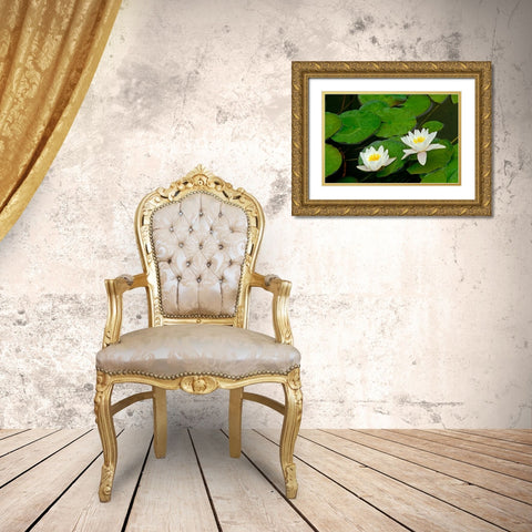 Canada-Ontario-Whitefish American white water lily flower and pads Gold Ornate Wood Framed Art Print with Double Matting by Jaynes Gallery