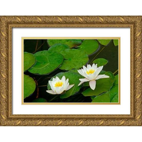 Canada-Ontario-Whitefish American white water lily flower and pads Gold Ornate Wood Framed Art Print with Double Matting by Jaynes Gallery