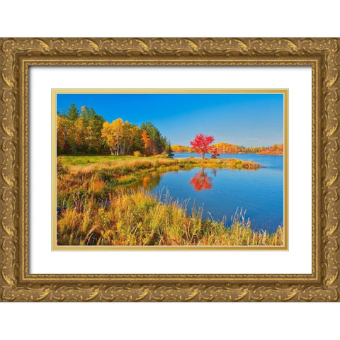 Canada-Ontario-Worthington Red maple tree reflects in St Poithier Lake Gold Ornate Wood Framed Art Print with Double Matting by Jaynes Gallery