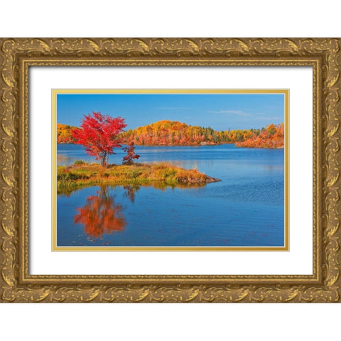 Canada-Ontario-Worthington Red maple tree reflects in St Poithier Lake Gold Ornate Wood Framed Art Print with Double Matting by Jaynes Gallery