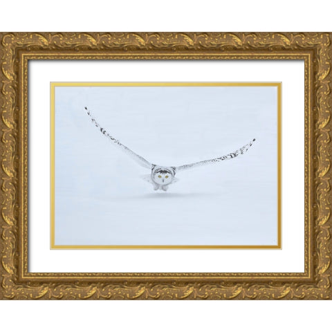 Canada- Ontario- Barrie. Female snowy owl in flight over snow. Gold Ornate Wood Framed Art Print with Double Matting by Jaynes Gallery