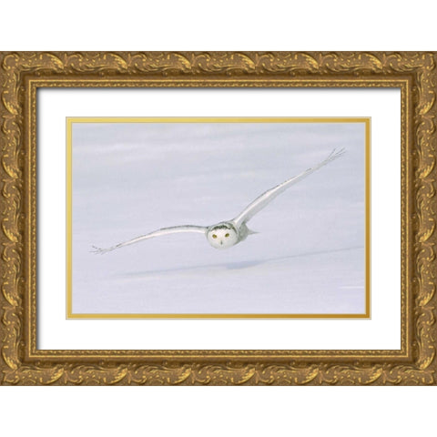 Canada, Quebec Snowy owl flies low over snow Gold Ornate Wood Framed Art Print with Double Matting by Delisle, Gilles
