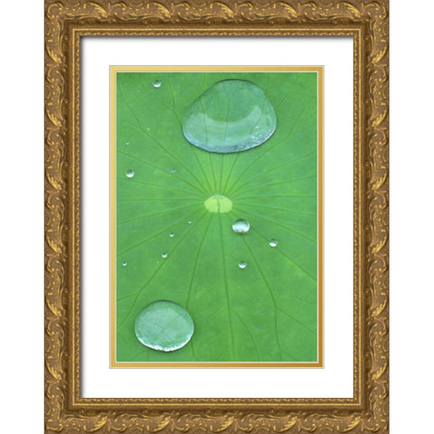 Canada, Quebec, Montreal Water on lotus leaf Gold Ornate Wood Framed Art Print with Double Matting by Delisle, Gilles