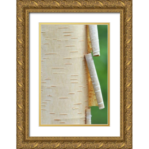 Canada, Quebec Peeling bark on paper birch tree Gold Ornate Wood Framed Art Print with Double Matting by Delisle, Gilles