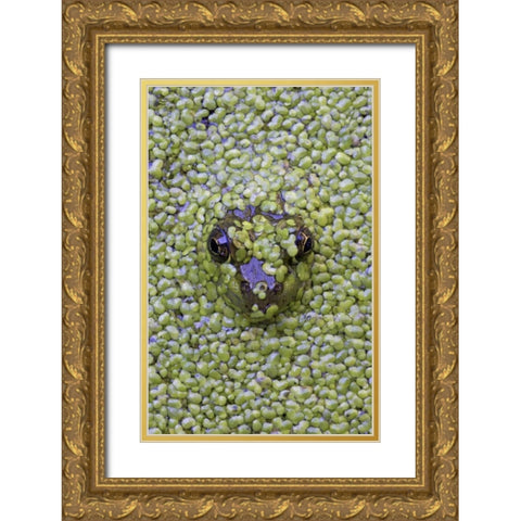 Canada, Quebec Green frog in duckweed water Gold Ornate Wood Framed Art Print with Double Matting by Delisle, Gilles