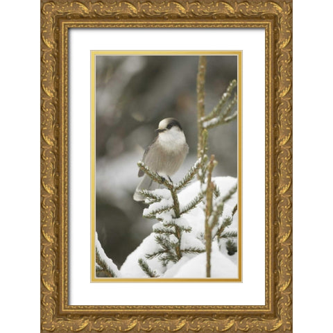 Canada, Quebec Gray jay perched on snowy pine Gold Ornate Wood Framed Art Print with Double Matting by Delisle, Gilles