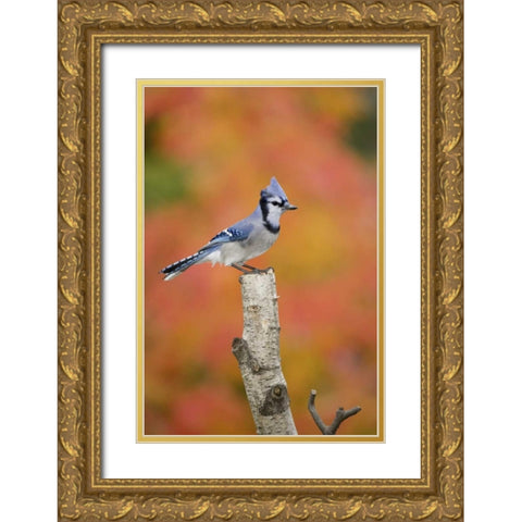 Canada, Quebec Blue jay perched on stump Gold Ornate Wood Framed Art Print with Double Matting by Delisle, Gilles