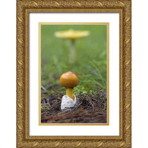 Canada, Quebec Close-up of fly agaric mushroom Gold Ornate Wood Framed Art Print with Double Matting by Delisle, Gilles