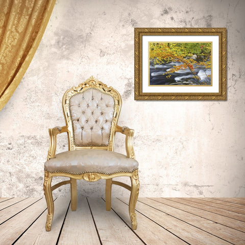 Canada, Fall maple foliage above river rapids Gold Ornate Wood Framed Art Print with Double Matting by Delisle, Gilles