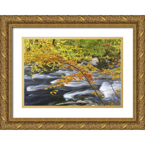 Canada, Fall maple foliage above river rapids Gold Ornate Wood Framed Art Print with Double Matting by Delisle, Gilles
