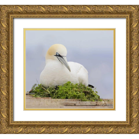 Canada, Quebec, Northern gannet bird sits on nest Gold Ornate Wood Framed Art Print with Double Matting by Morris, Arthur