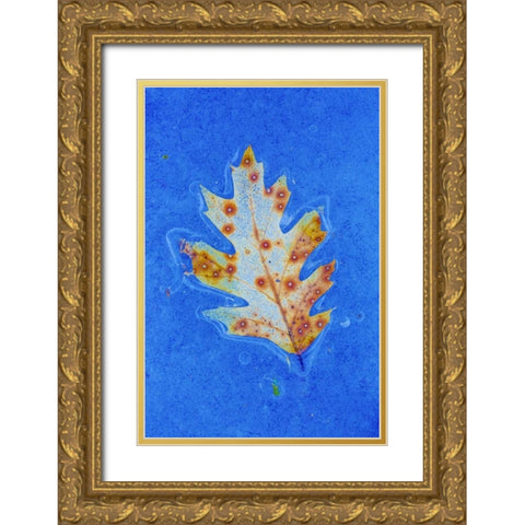 Canada, Quebec Red oak leaf caught in ice Gold Ornate Wood Framed Art Print with Double Matting by Delisle, Gilles