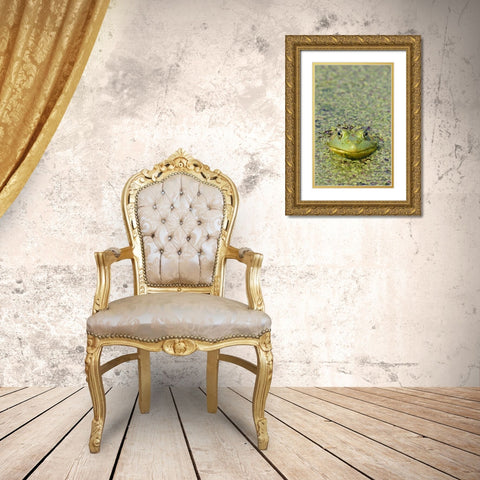 Canada, Boucherville Green frog in duckweed Gold Ornate Wood Framed Art Print with Double Matting by Delisle, Gilles