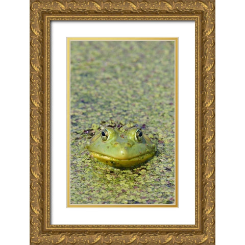 Canada, Boucherville Green frog in duckweed Gold Ornate Wood Framed Art Print with Double Matting by Delisle, Gilles