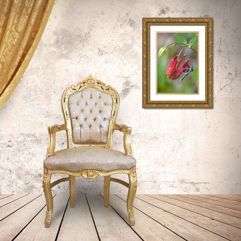 Canada, Quebec Bee fly on wild columbine Gold Ornate Wood Framed Art Print with Double Matting by Delisle, Gilles
