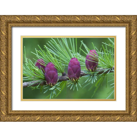 Canada, Quebec Tamarack tree cones Gold Ornate Wood Framed Art Print with Double Matting by Delisle, Gilles
