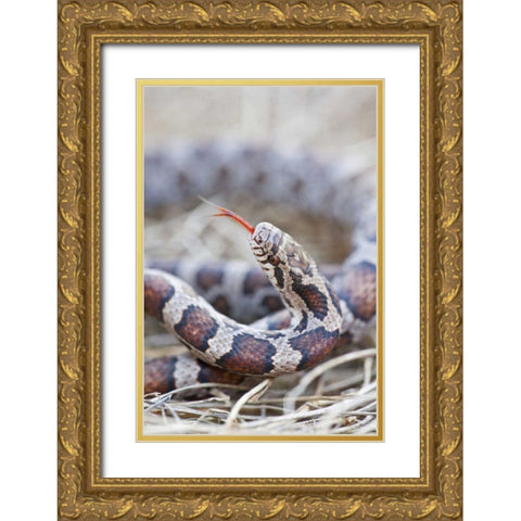 Canada, Riviere des Prairies Park Milk snake Gold Ornate Wood Framed Art Print with Double Matting by Delisle, Gilles