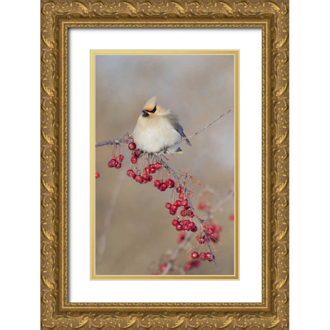 Canada, Quebec Bohemian waxwing bird on limb Gold Ornate Wood Framed Art Print with Double Matting by Delisle, Gilles