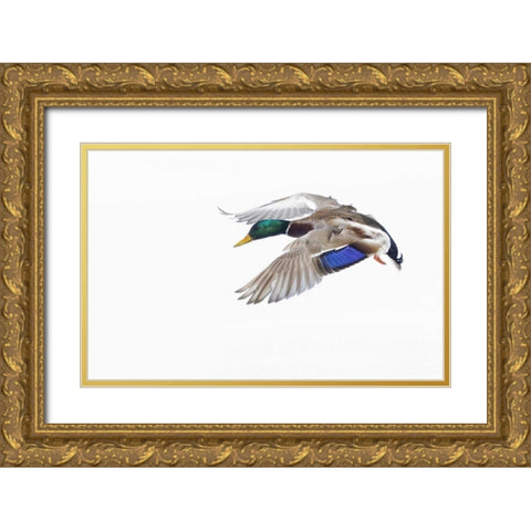 Canada, St Catherine Mallard drake landing Gold Ornate Wood Framed Art Print with Double Matting by Delisle, Gilles