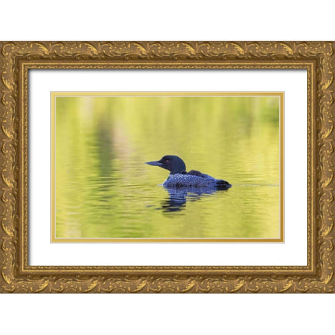 Canada, Quebec, Eastman Common loon with chick Gold Ornate Wood Framed Art Print with Double Matting by Delisle, Gilles