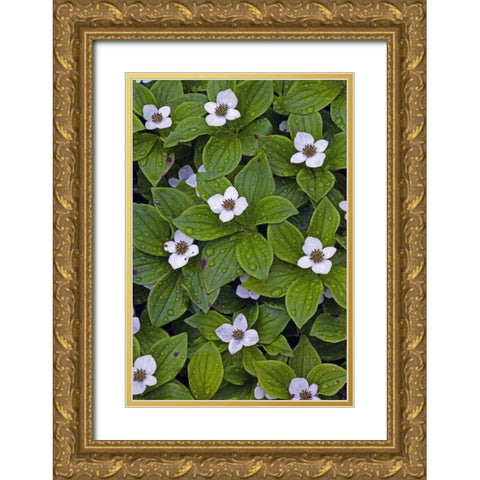 Canada, Quebec, Mingan Bunchberry after rainfall Gold Ornate Wood Framed Art Print with Double Matting by Delisle, Gilles