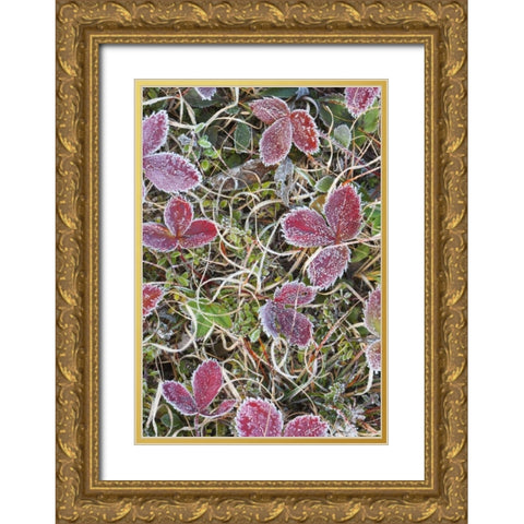 Canada, Quebec Frost-covered strawberry leaves Gold Ornate Wood Framed Art Print with Double Matting by Delisle, Gilles