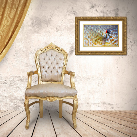 Canada, Quebec, Eastman Pumpkinseed fish Gold Ornate Wood Framed Art Print with Double Matting by Delisle, Gilles