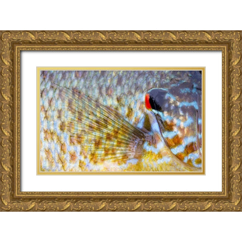 Canada, Quebec, Eastman Pumpkinseed fish Gold Ornate Wood Framed Art Print with Double Matting by Delisle, Gilles
