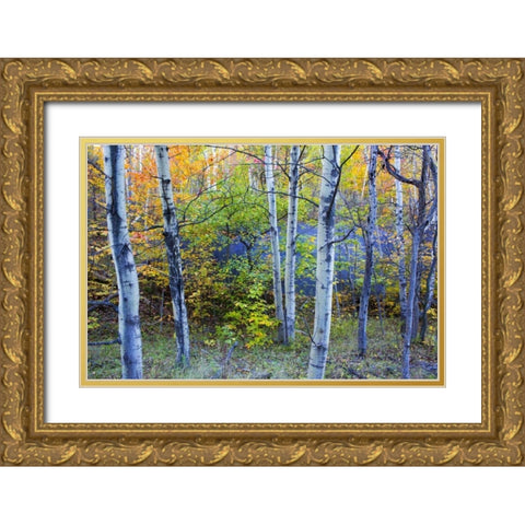 Canada, Quebec Aspen poplar trees and pond Gold Ornate Wood Framed Art Print with Double Matting by Delisle, Gilles