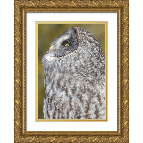 Canada, Quebec, Beauport Great gray owl Gold Ornate Wood Framed Art Print with Double Matting by Delisle, Gilles
