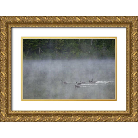 Canada, Quebec Canada geese in fog Gold Ornate Wood Framed Art Print with Double Matting by Delisle, Gilles