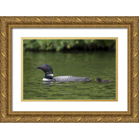Canada, Quebec, Eastman Common loon with chick Gold Ornate Wood Framed Art Print with Double Matting by Delisle, Gilles