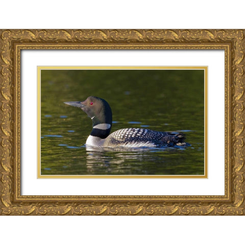 Canada, Quebec, Eastman Common loon swimming Gold Ornate Wood Framed Art Print with Double Matting by Delisle, Gilles