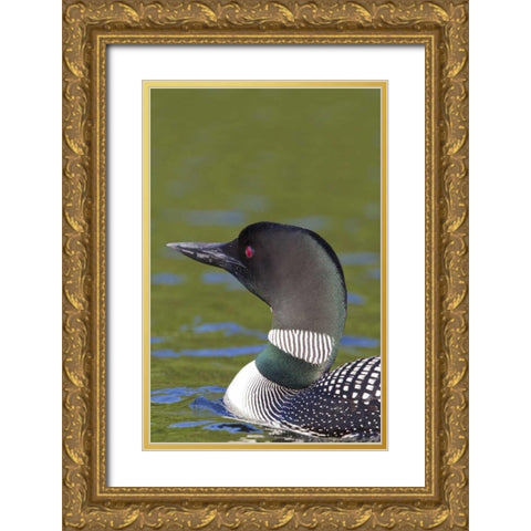 Canada, Quebec, Eastman Common loon in water Gold Ornate Wood Framed Art Print with Double Matting by Delisle, Gilles